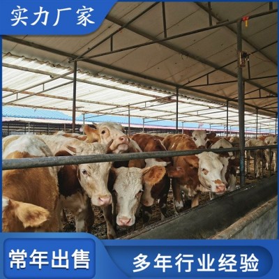 育肥成年西门塔尔牛 改良种公肉牛 繁殖能力强图3