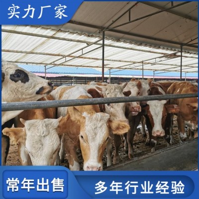 育肥成年西门塔尔牛 改良种公肉牛 繁殖能力强图2