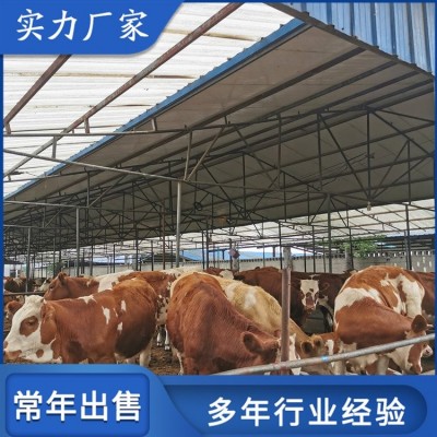 育肥成年西门塔尔牛 改良种公肉牛 繁殖能力强图1