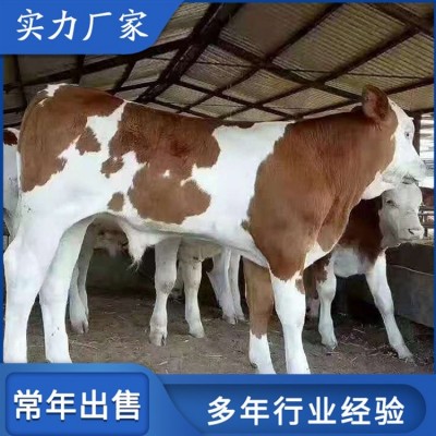 散养杂交西门塔尔牛 脱温小牛犊养殖场 出肉率高图5