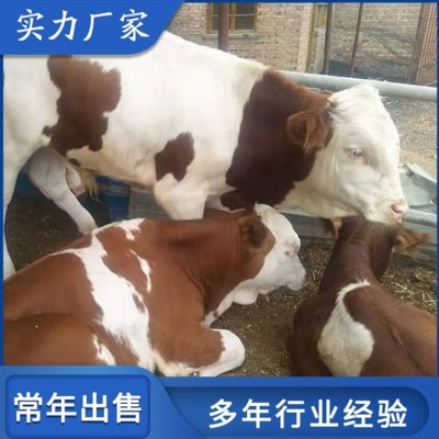 散养杂交西门塔尔牛 脱温小牛犊养殖场 出肉率高图3