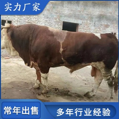 散养杂交西门塔尔牛 脱温小牛犊养殖场 出肉率高图2