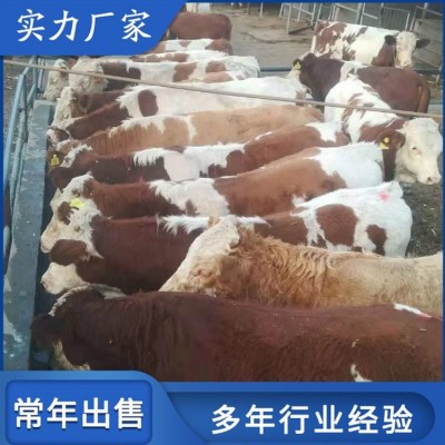 散养杂交西门塔尔牛 脱温小牛犊养殖场 出肉率高图1