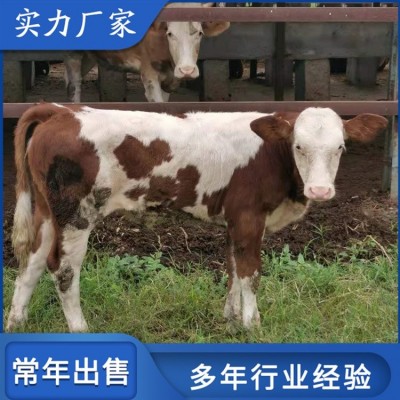 生态西门塔尔养殖场 散养成年改良母牛 养过牛场图1