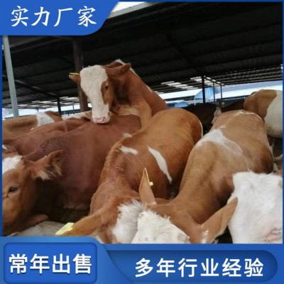 生态西门塔尔养殖场 散养成年改良母牛 养过牛场图3