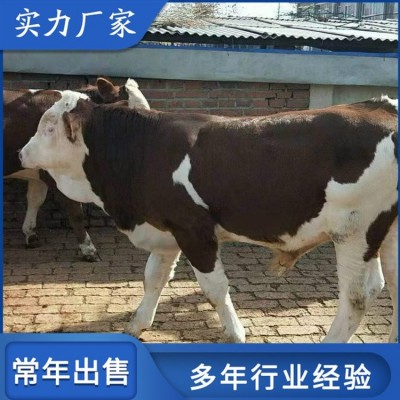 生态西门塔尔养殖场 散养成年改良母牛 养过牛场图2