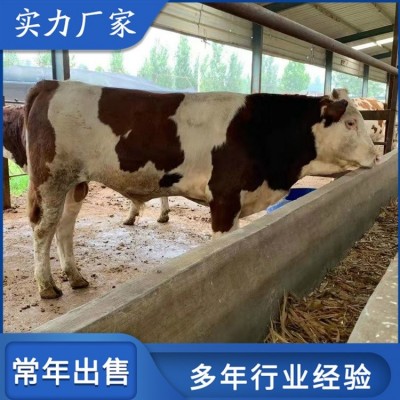 生态西门塔尔养殖场 散养成年改良母牛 养过牛场图4