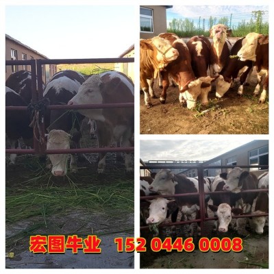 四百斤的一头西门塔尔牛的价钱 吉林种牛基地 大小都有图4