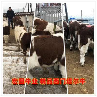 四百斤的一头西门塔尔牛的价钱 吉林种牛基地 大小都有图3