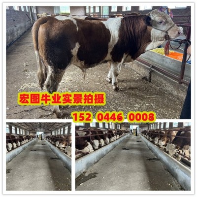 西门塔尔母牛三百斤至四百斤价钱 福建大型中转场 体型骨架大图3