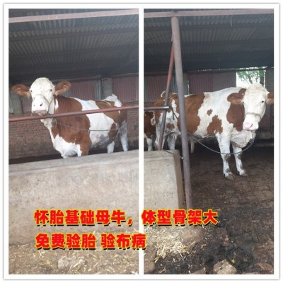 6之7个月西门塔尔母牛的价钱 云南养殖场 规格齐全图3