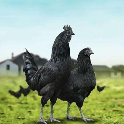 纯种绿壳蛋鸡苗 脱温五黑鸡苗价格 笨鸡苗批发 龙翔出售脱温土鸡苗图4