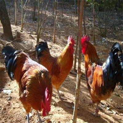 脱温红玉鸡苗 散养笨鸡苗 纯种大红公鸡养殖 龙翔红毛大公鸡苗批发图2