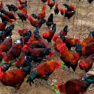 脱温红玉鸡苗 散养笨鸡苗 纯种大红公鸡养殖 龙翔红毛大公鸡苗批发图3