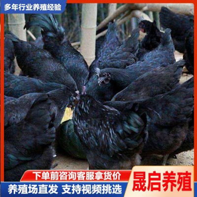 产蛋五黑鸡活体出售 绿壳蛋鸡苗活体批发 成年五黑鸡公鸡母鸡出售图2
