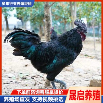 产蛋五黑鸡活体出售 绿壳蛋鸡苗活体批发 成年五黑鸡公鸡母鸡出售图1