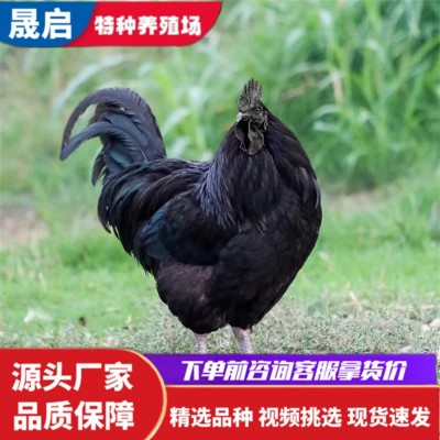 产蛋五黑鸡活体出售 绿壳蛋鸡苗活体批发 成年五黑鸡公鸡母鸡出售图3
