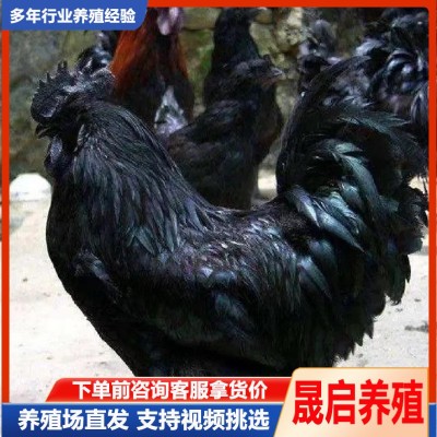 产蛋五黑鸡活体出售 绿壳蛋鸡苗活体批发 成年五黑鸡公鸡母鸡出售图4