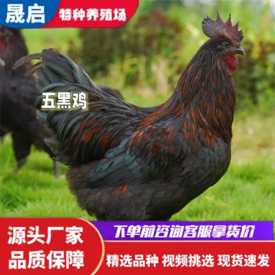 成年五黑鸡活体 绿壳蛋鸡苗活体出售价格 产蛋母鸡多少钱一只图2