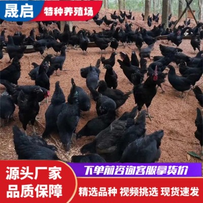 成年五黑鸡活体 绿壳蛋鸡苗活体出售价格 产蛋母鸡多少钱一只图1