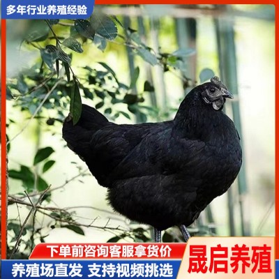 成年产蛋五黑母鸡活体养殖批发 纯种五黑公鸡 绿壳蛋鸡幼苗出售图3