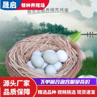 成年产蛋五黑母鸡活体养殖批发 纯种五黑公鸡 绿壳蛋鸡幼苗出售图4