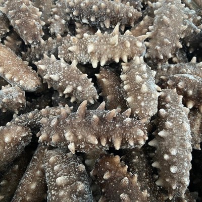 福建霞浦即食海参佛跳墙原料13-15头500g袋装现货辽刺参即食海参图2