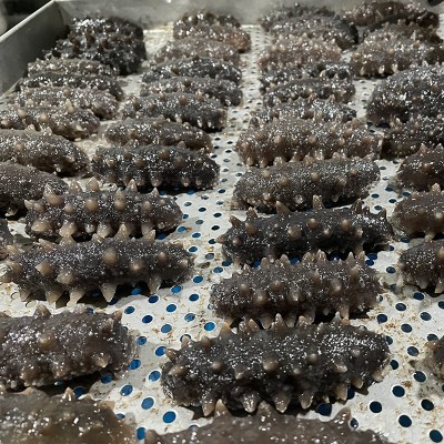厂家直供9A级即食海参 500g散装8-10头大连辽参刺参水产批发代发图2
