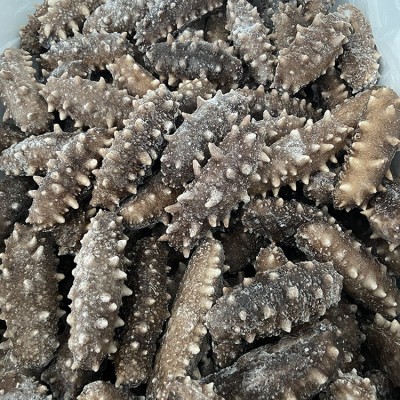 定制新鲜即食海参辽刺参佛跳墙原料 13-15头500g海参源头厂家批发图3