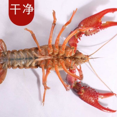 现货鲜活小龙虾批发湖北淡水养殖小龙虾酒店餐厅监利青红稻田龙虾图5