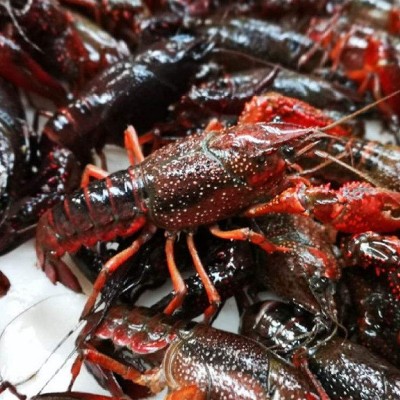 现货鲜活小龙虾批发湖北淡水养殖小龙虾酒店餐厅监利青红稻田龙虾图3