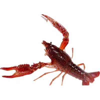 批发活小龙虾鲜活水产湖北清水活虾盱眙小龙虾稻田虾海鲜青虾包邮图4
