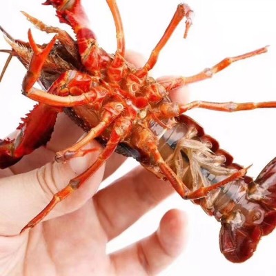 批发活小龙虾鲜活水产湖北清水活虾盱眙小龙虾稻田虾海鲜青虾包邮图5