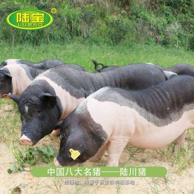 陆川陆宝土猪腊肠 香肠260g广西玉林农家特产广式腊味肉香肠批发图4