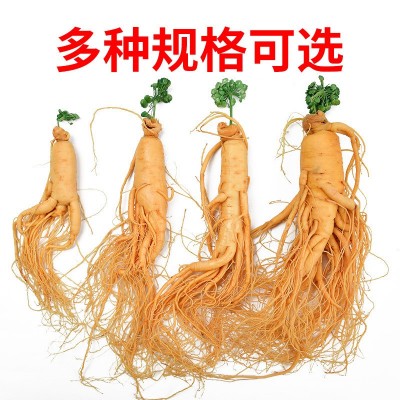 人参长白山保鲜人参批发正宗特级煲汤泡酒材料东北特产图3