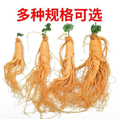 人参长白山保鲜人参批发正宗特级煲汤泡酒材料东北特产图3