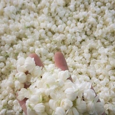 2023广西横县茉莉花干 茉莉雪球 全开花大花蕾厂家散装花草茶批发图2