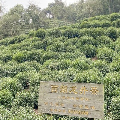 西湖龙井茶叶贴牌定制百家茶农杭州产地货源绿茶叶浓香酒店小袋装图4