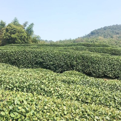 龙井茶牛皮纸包装250g茶叶杭州钱塘产地浓香明前特级龙井批发图3
