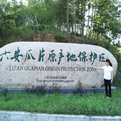新茶绿茶茶叶六安瓜片茶散装高山茶白马寨厂家直供图4