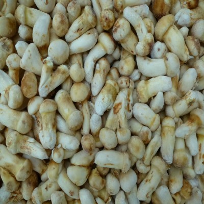 【裕菌隆】速冻松茸5-7公分酒店松茸菌云南好品质野生菌冻货批发图2