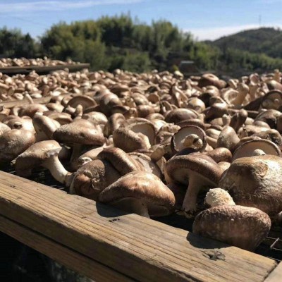 250g有机香菇 香菇干货食用菌产地批发新鲜干蘑菇冬菇厂家图2