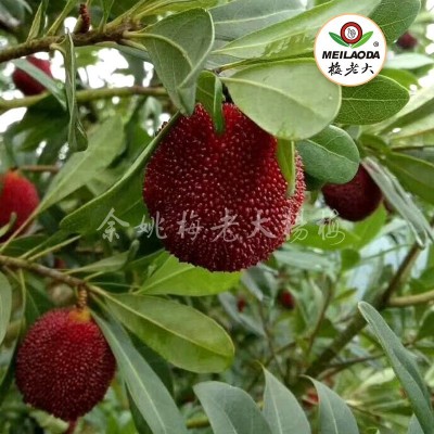 （田苗）杨梅树苗 品种齐全 正宗2年生东魁嫁接杨梅苗 仙居杨梅苗图3