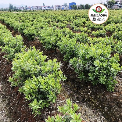 （田苗）杨梅树苗 品种齐全 正宗2年生东魁嫁接杨梅苗 仙居杨梅苗图2