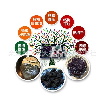 （田苗）杨梅树苗 品种齐全 正宗2年生东魁嫁接杨梅苗 仙居杨梅苗图5