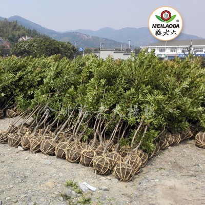 （田苗）浙江杨梅苗三年生 3公分荸荠东魁杨梅苗王子安海杨梅树苗图4