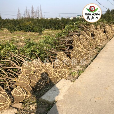 （田苗）浙江杨梅苗三年生 3公分荸荠东魁杨梅苗王子安海杨梅树苗图2