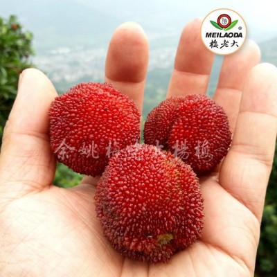长期供应4年生王子安海杨梅苗 王子安海杨梅苗 荸荠杨梅苗木图3