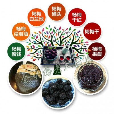 长期供应4年生王子安海杨梅苗 王子安海杨梅苗 荸荠杨梅苗木图5