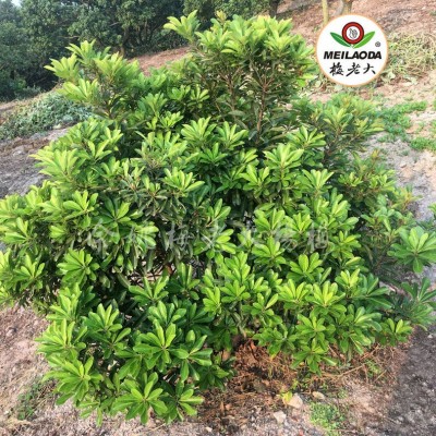 长期供应4年生王子安海杨梅苗 王子安海杨梅苗 荸荠杨梅苗木图4